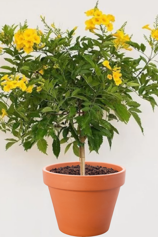 Yellow Tecoma flowering plant
