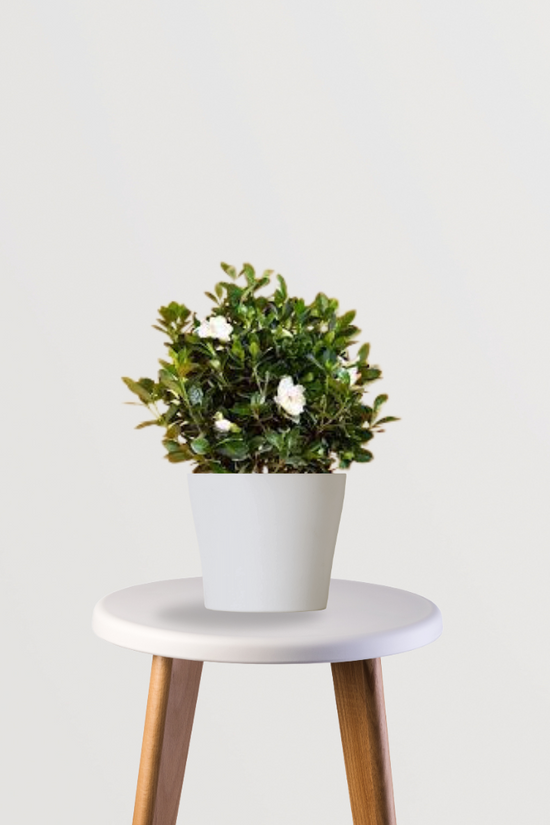 Gardenia indoor/outdoor flowering plant
