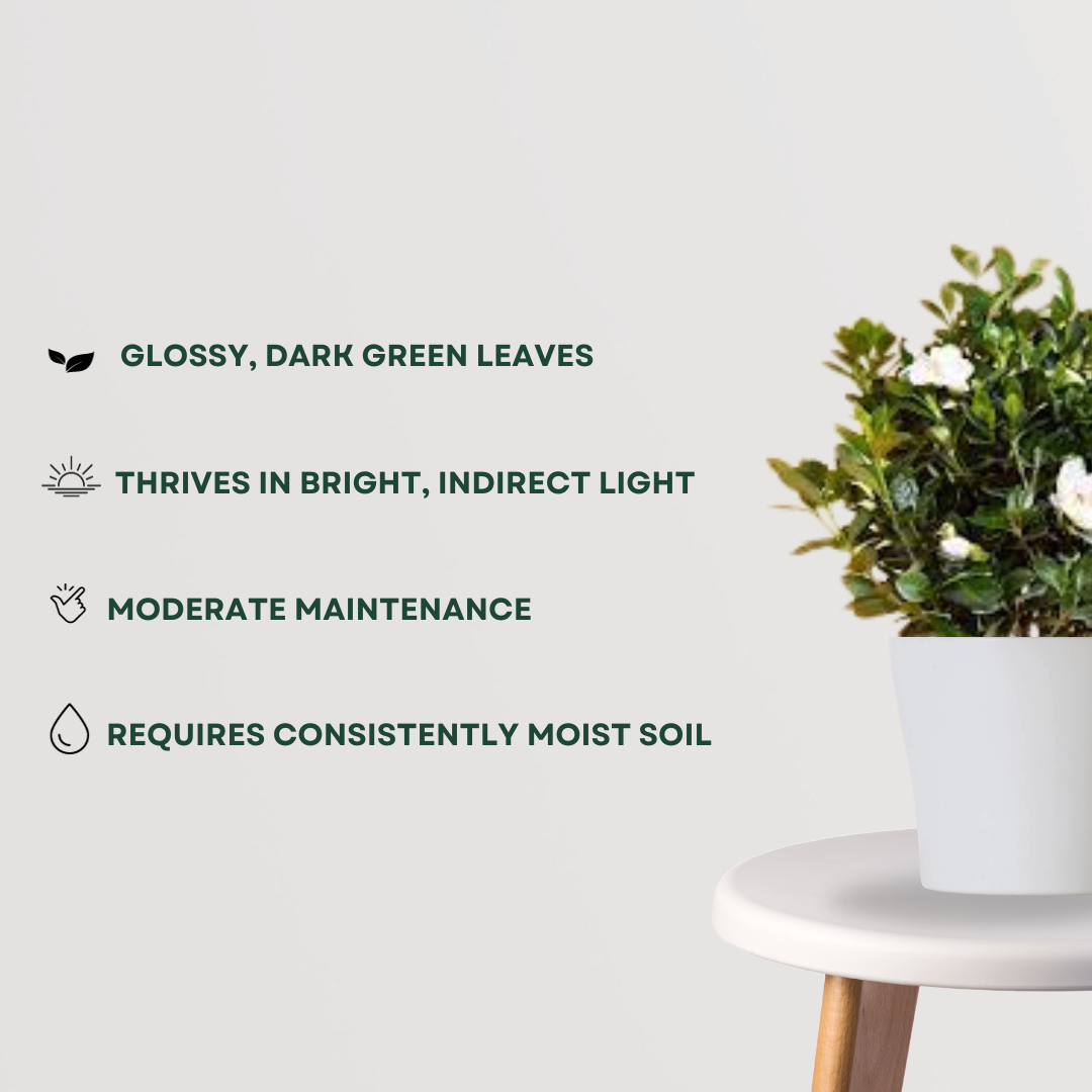 Gardenia indoor/outdoor flowering plant
