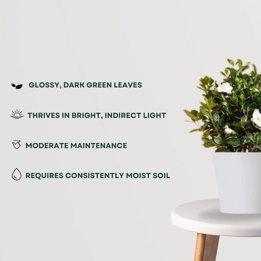 Gardenia indoor/outdoor flowering plant
