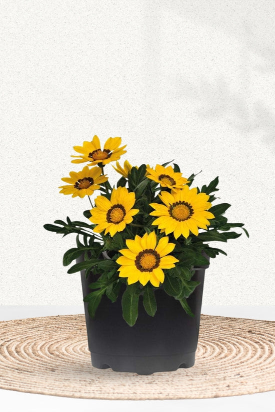 Gazania plant for pots or ground cover
