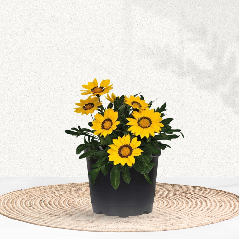 Gazania plant for pots or ground cover
