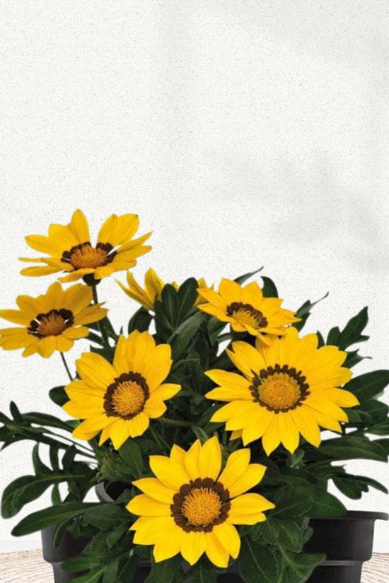 Gazania plant for pots or ground cover
