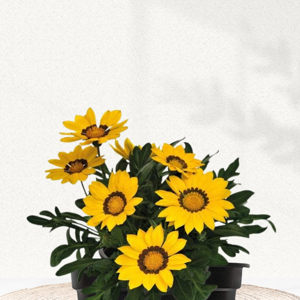Gazania plant for pots or ground cover
