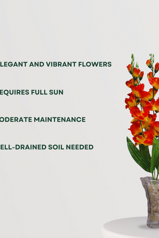 Gladiolus flower plant
