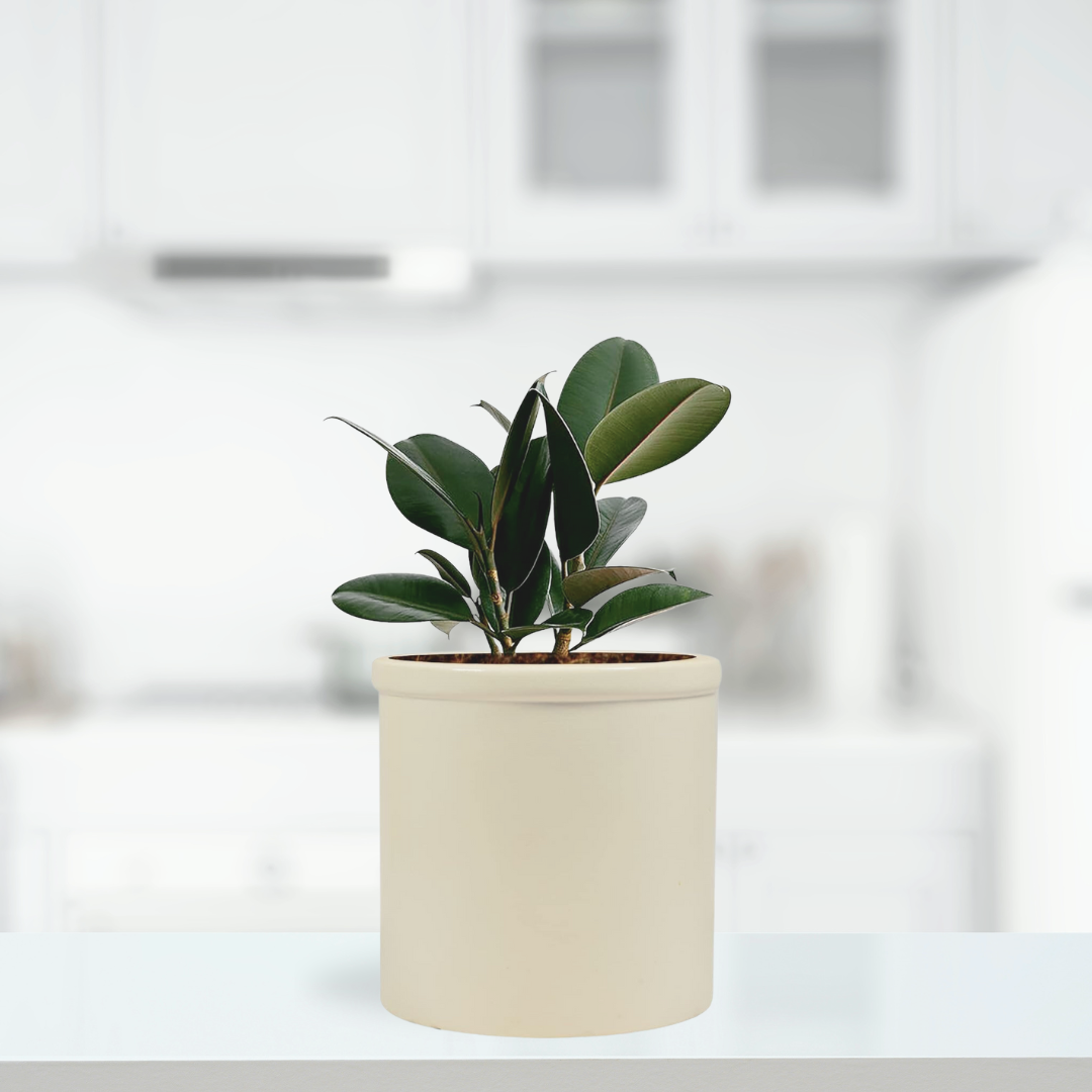 Gloria white ceramic pot
