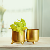 Golden Pot For Indoor Plants by Gardengram