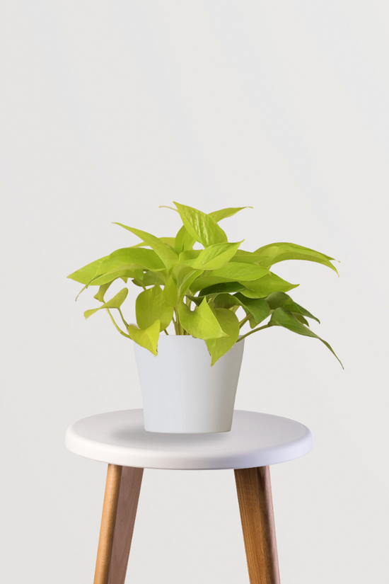 Golden pothos - money plant

