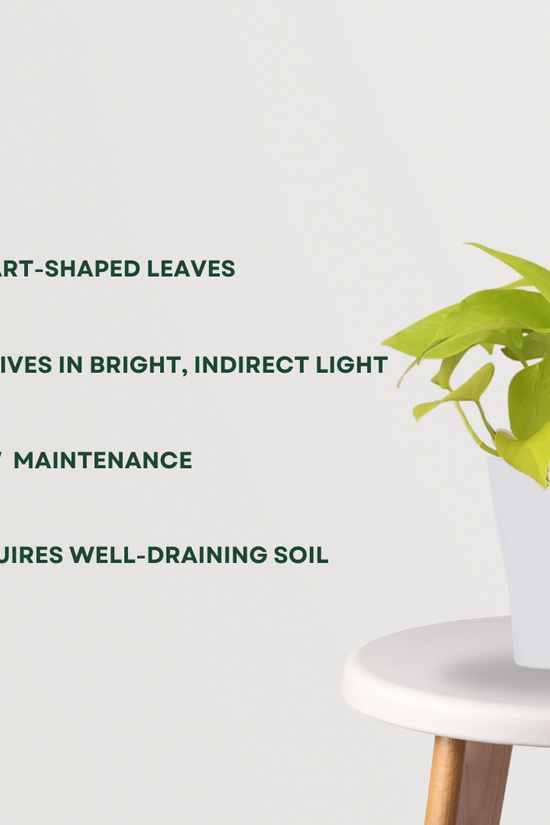 Golden pothos - money plant
