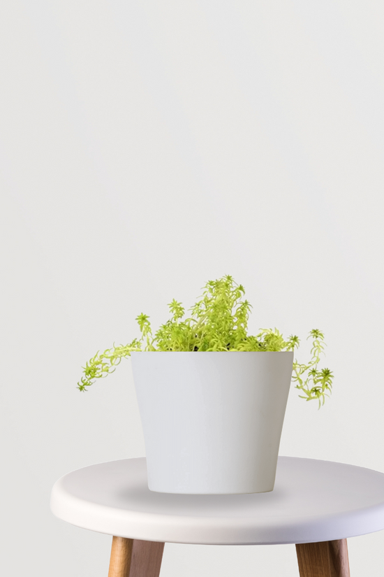 Golden Sedum low-maintenance succulent
