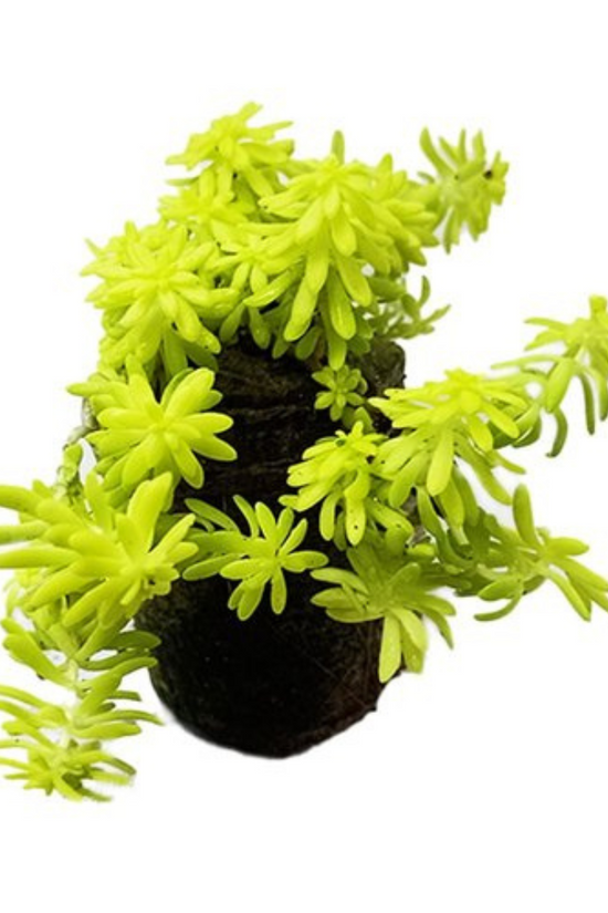 Golden Sedum low-maintenance succulent
