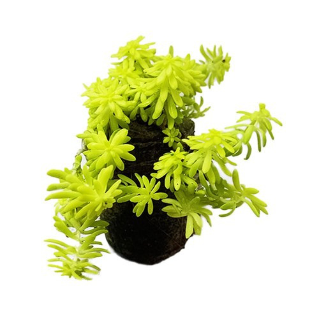 Golden Sedum low-maintenance succulent
