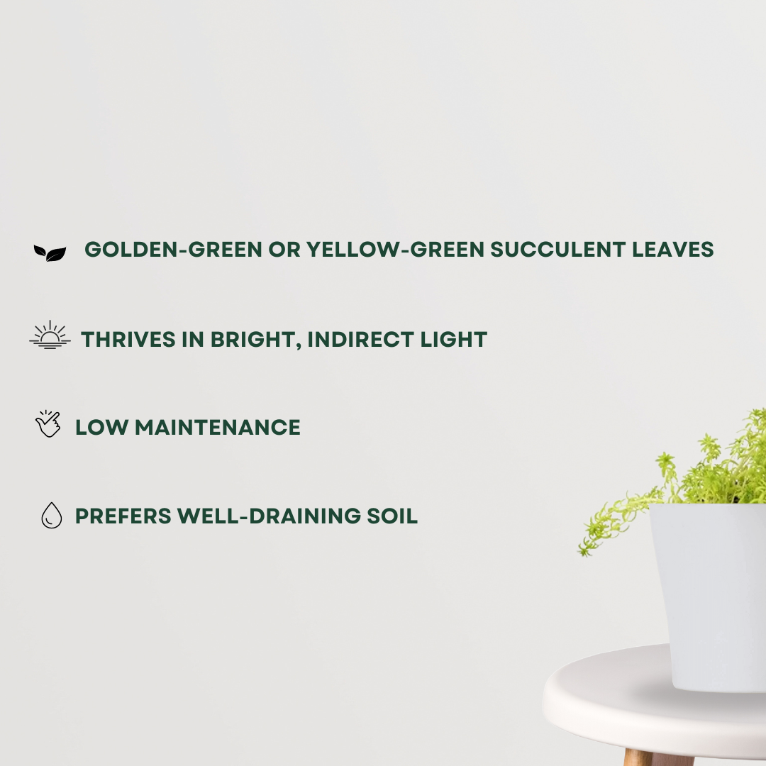 Golden Sedum low-maintenance succulent
