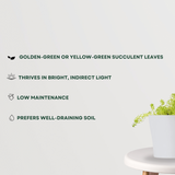 Golden Sedum Plant - Gardengram