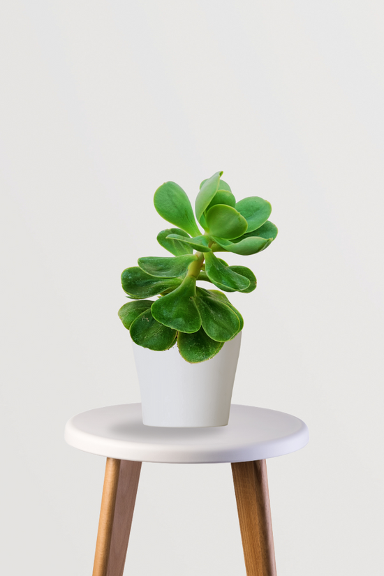 Rose Crassula tabletop succulent

