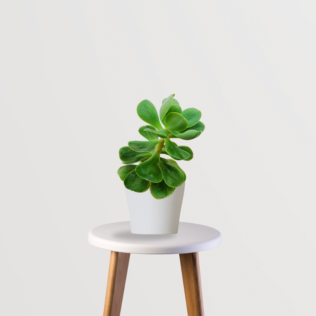 Rose Crassula tabletop succulent
