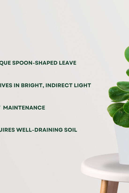 Rose Crassula tabletop succulent
