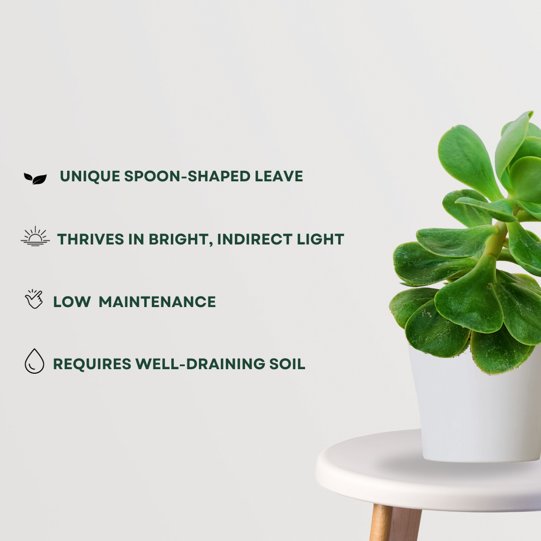 Rose Crassula tabletop succulent
