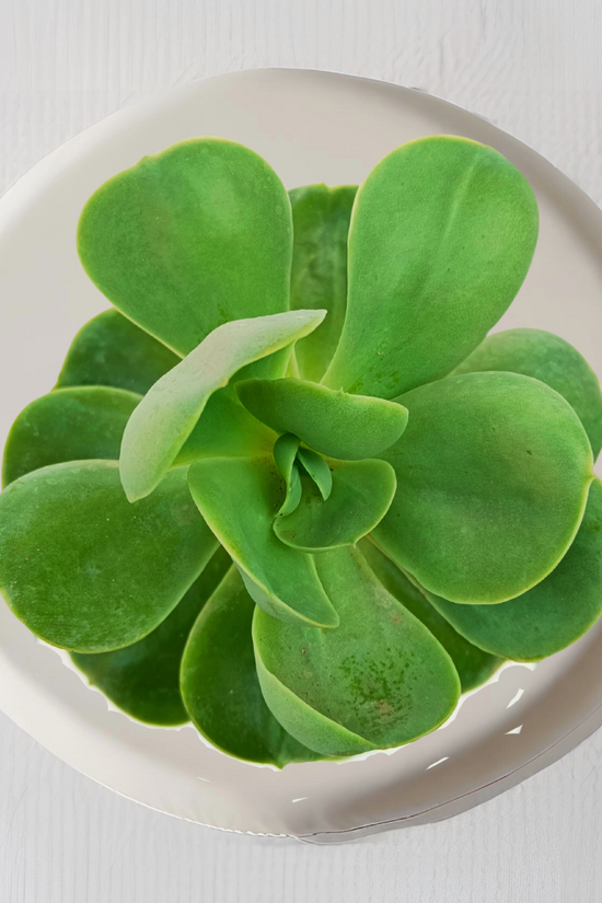 Rose Crassula tabletop succulent
