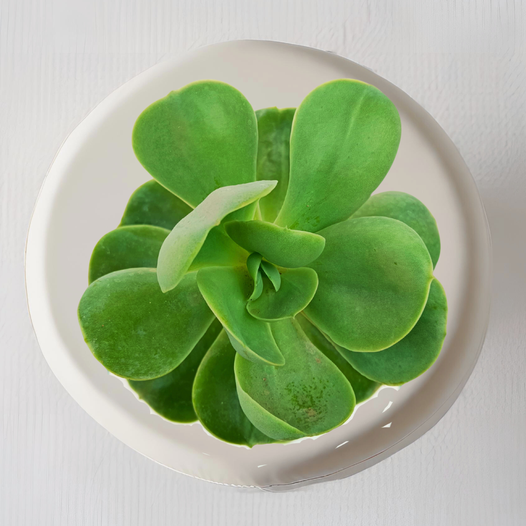 Rose Crassula tabletop succulent

