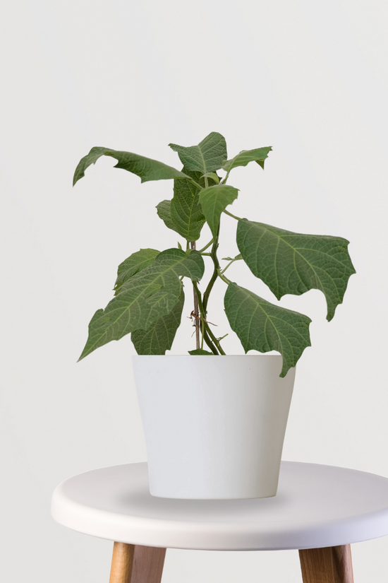 Golden trumpet flowering puja plant
