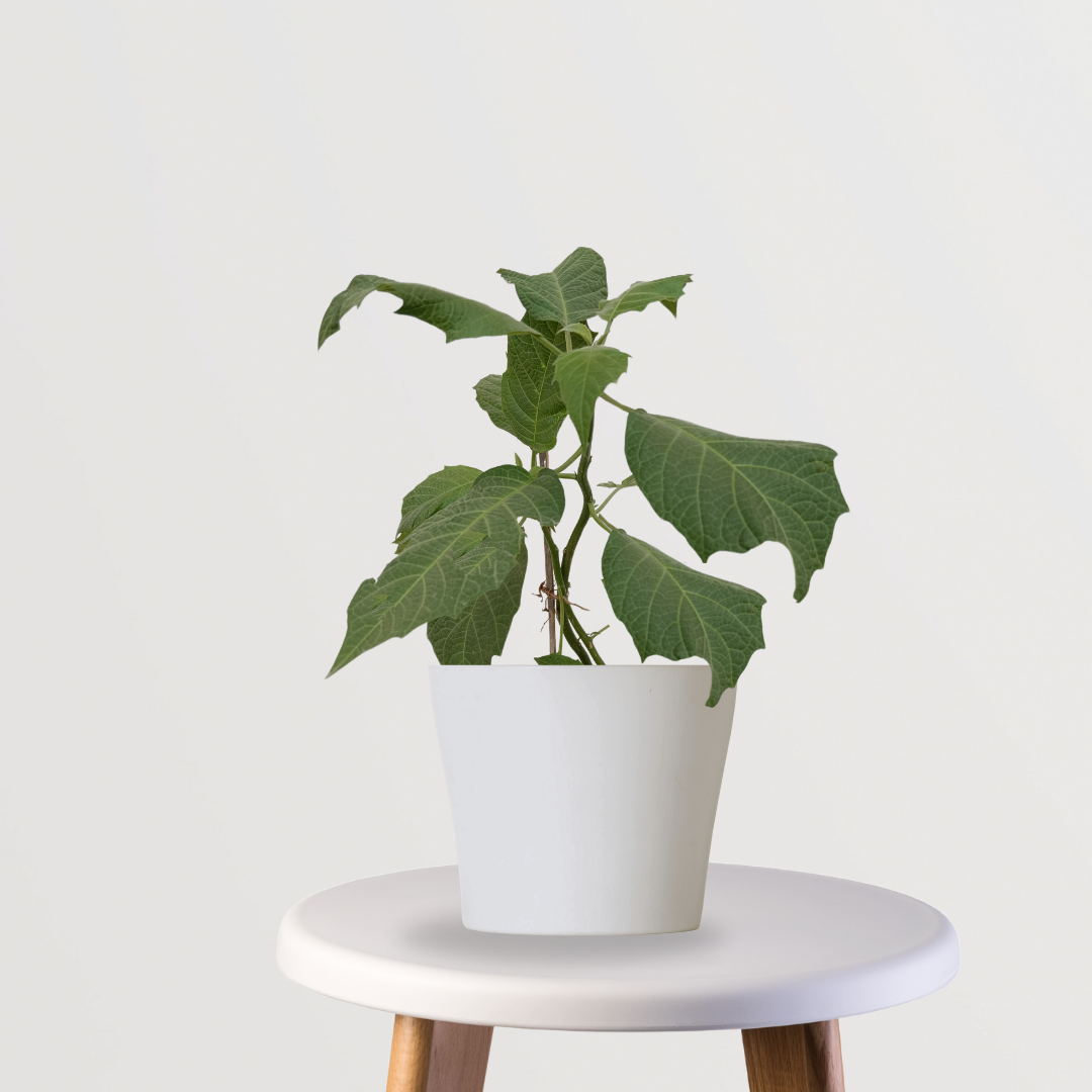 Golden trumpet flowering puja plant
