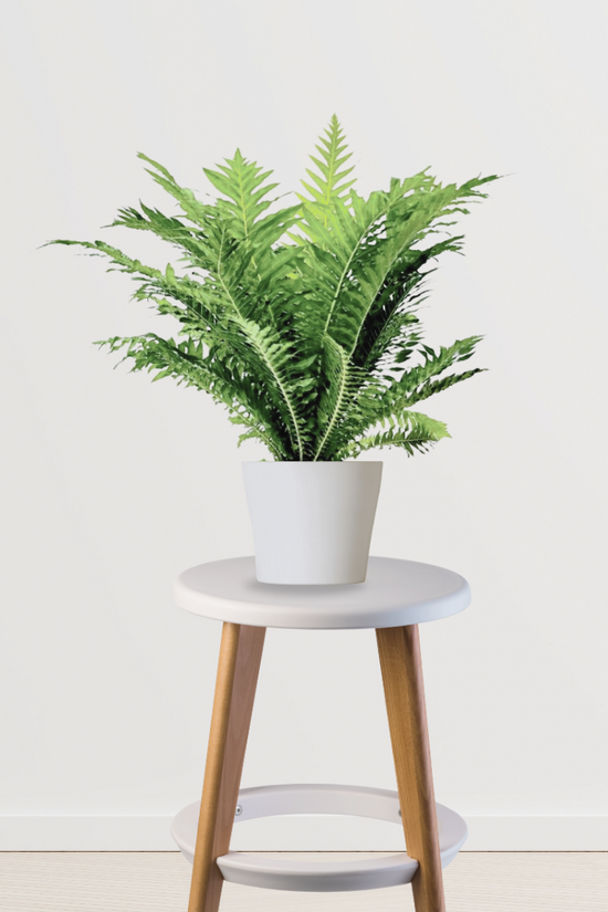 Lady fern plant for indoor decoration
