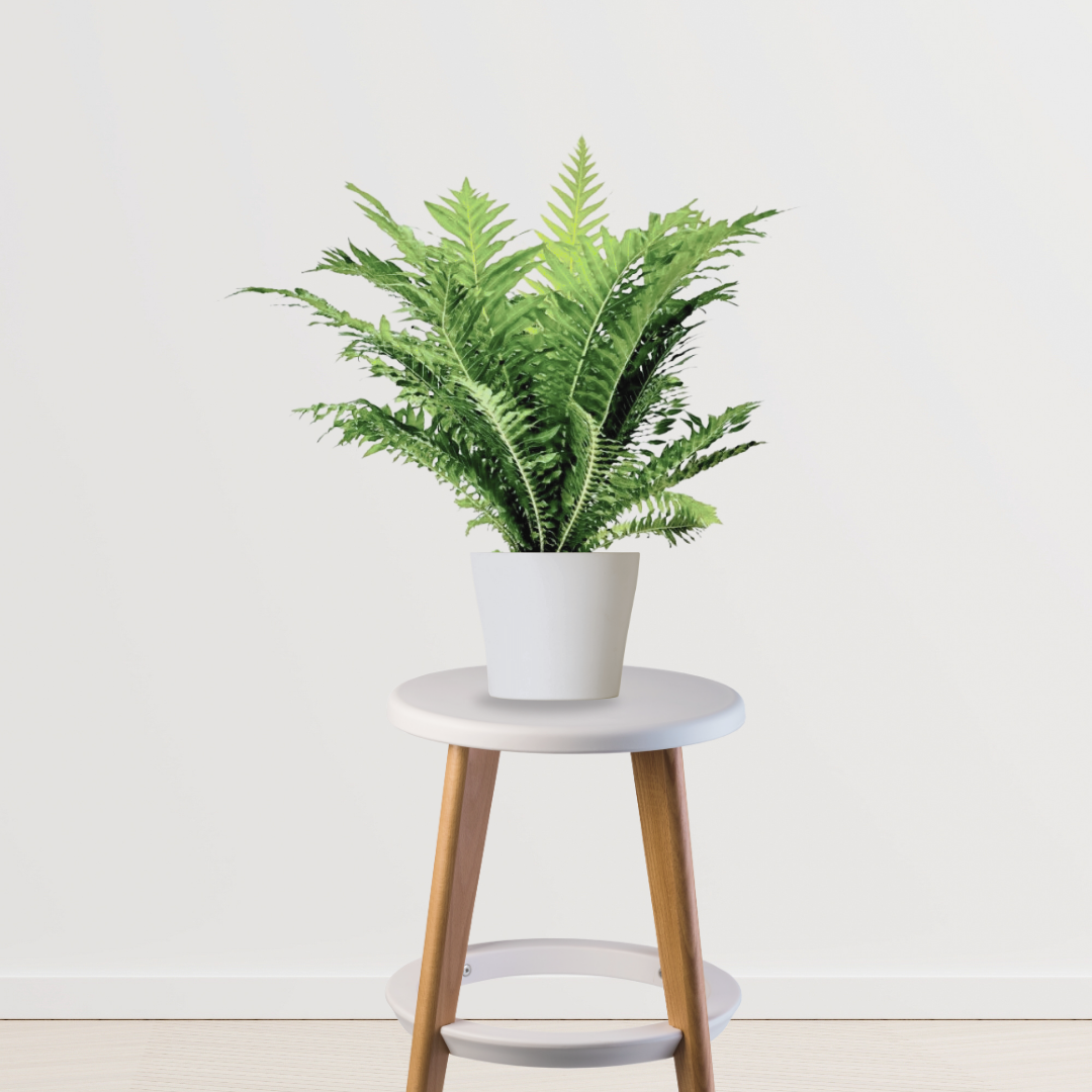 Lady fern plant for indoor decoration
