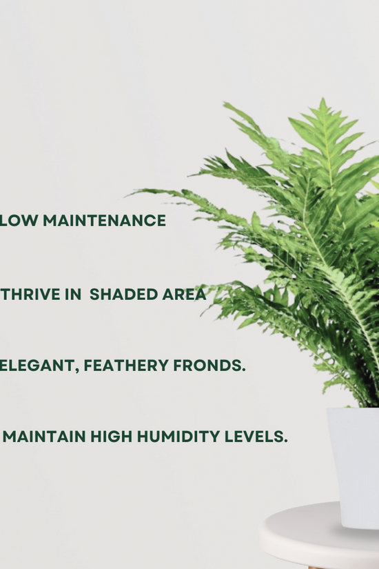 Lady fern plant for indoor decoration
