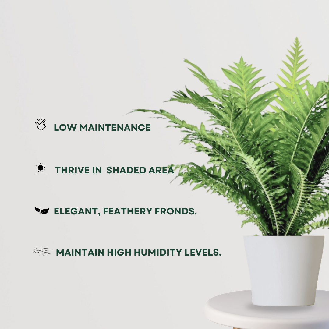 Lady fern plant for indoor decoration
