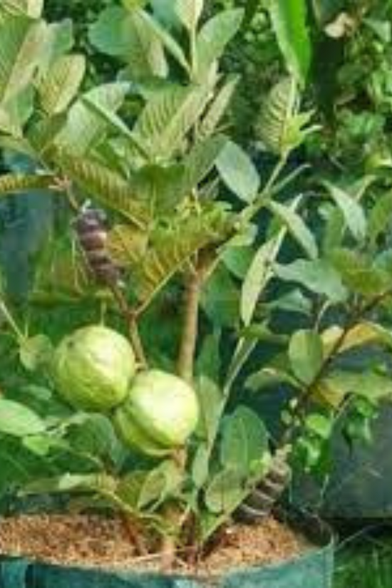 Thai 7 pink Amrud tree

