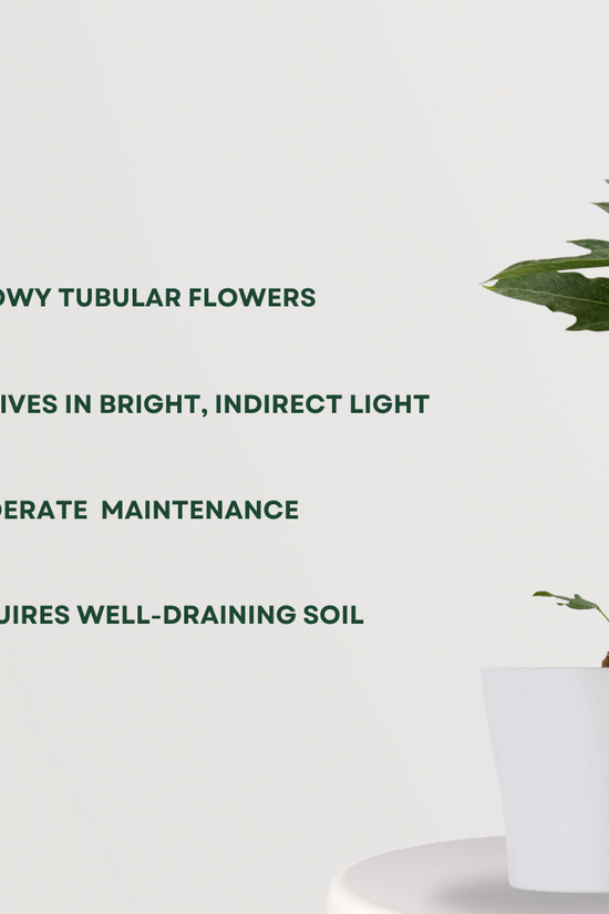 Russelia plant for hanging pots
