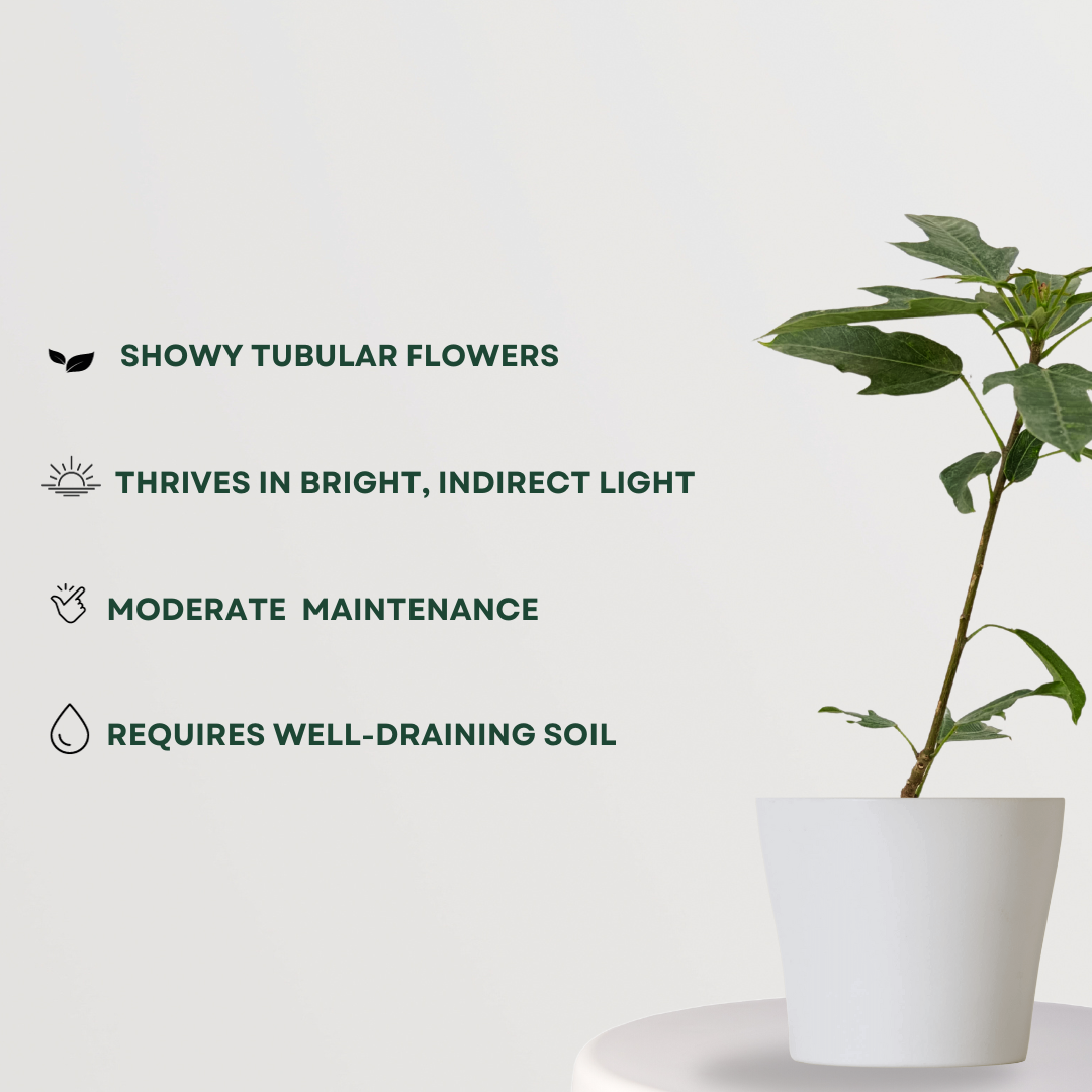 Russelia plant for hanging pots
