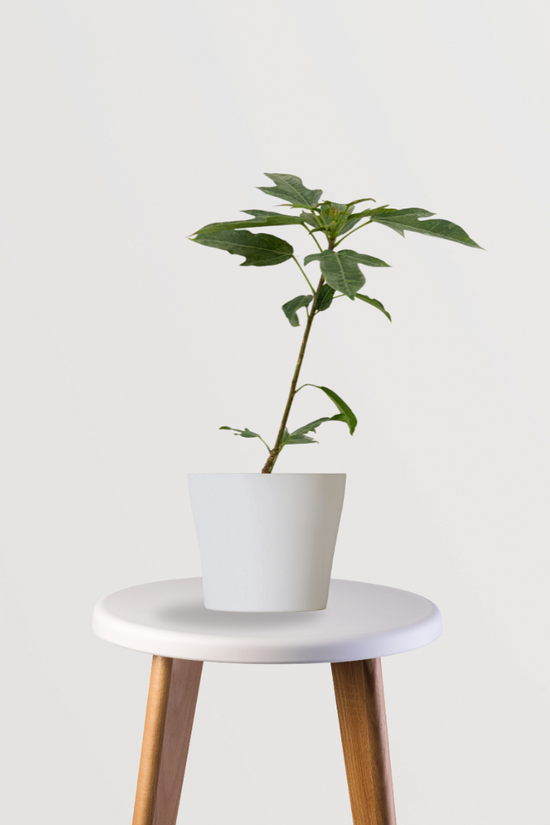 Russelia plant for hanging pots
