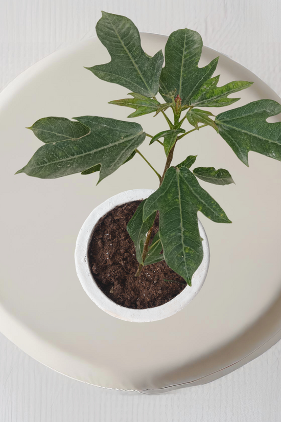 Russelia plant for hanging pots
