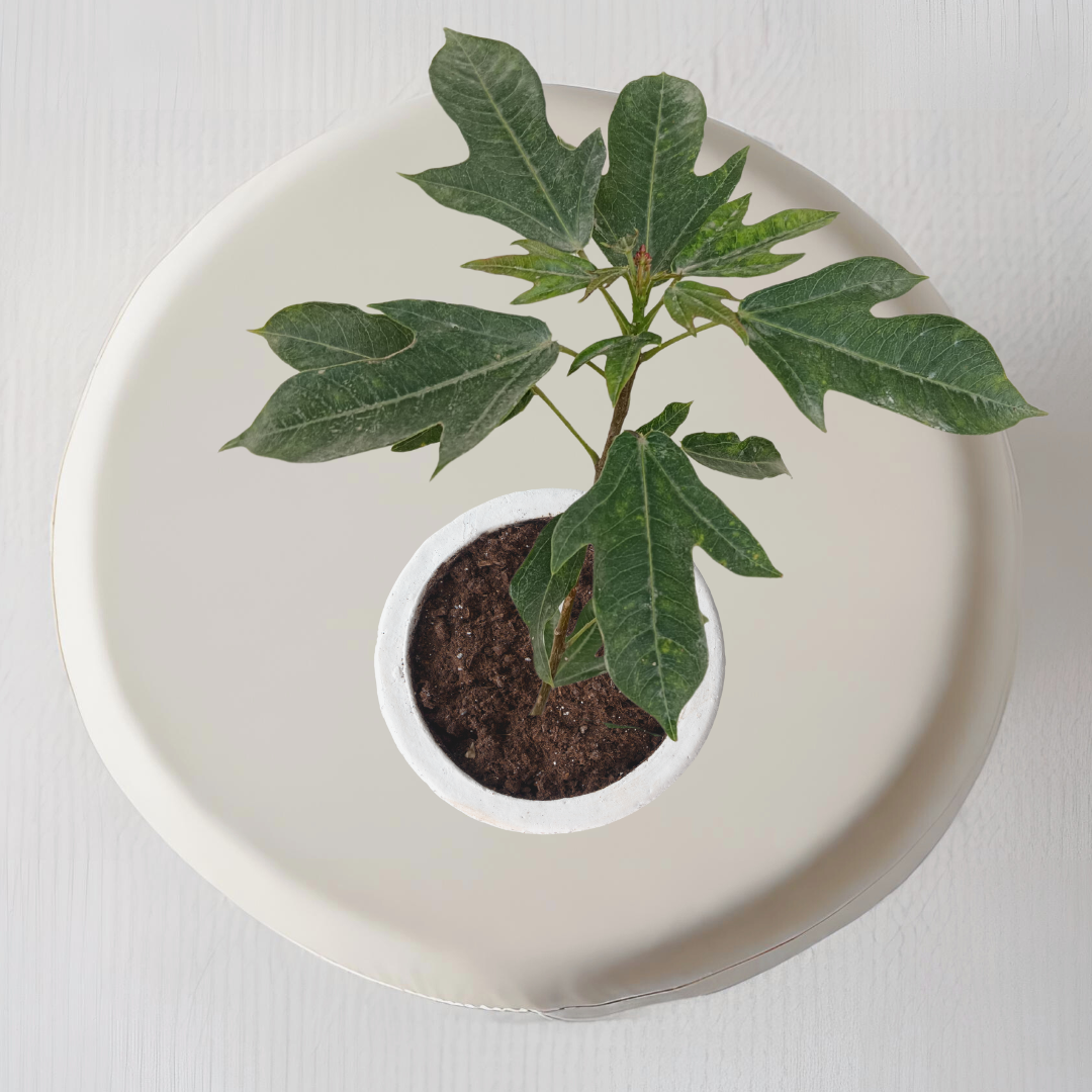 Russelia plant for hanging pots
