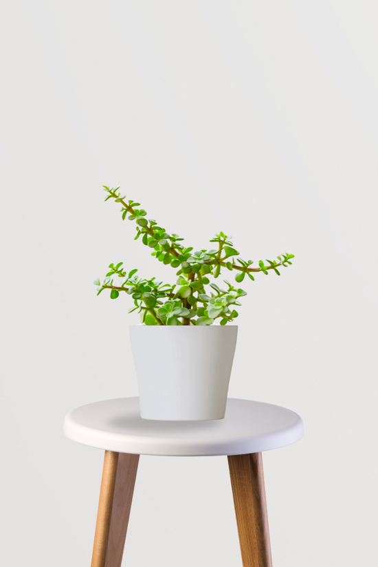 Hanging jade money plant for balcony
