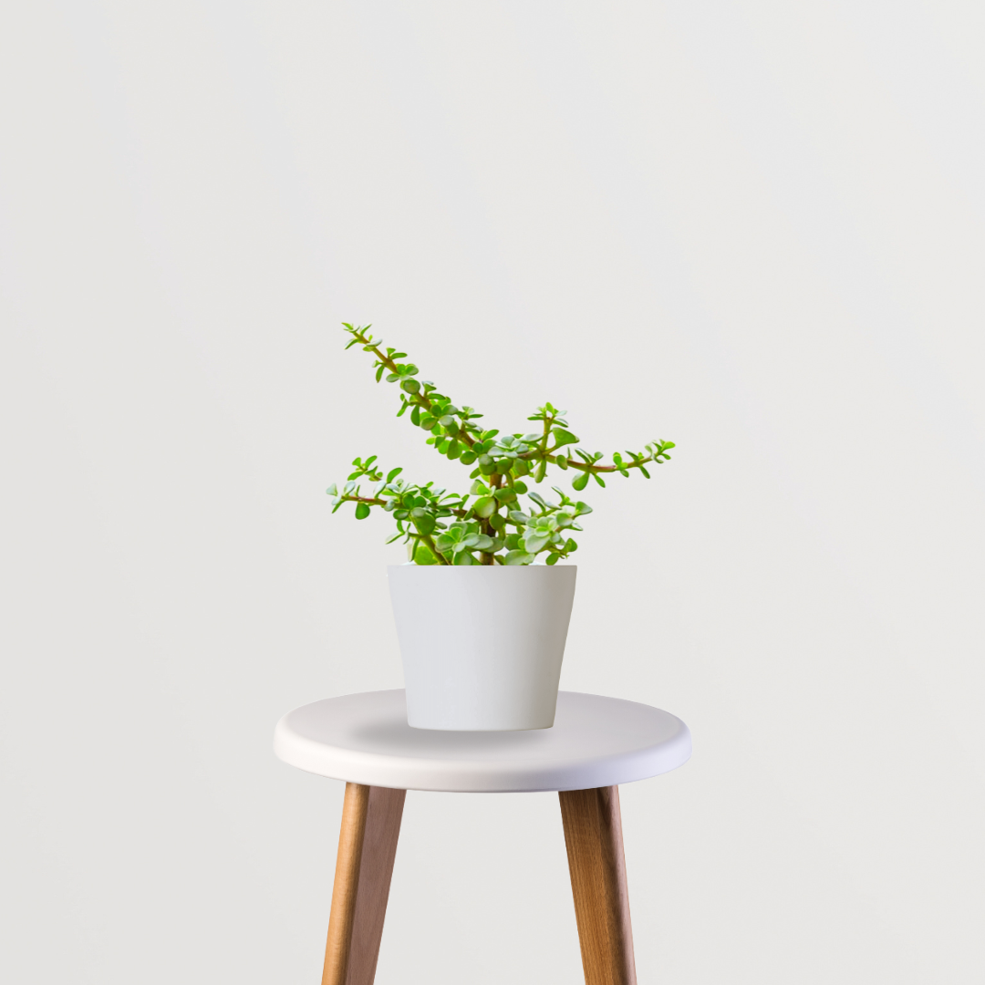 Hanging jade money plant for balcony
