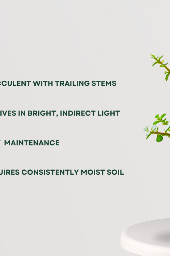 Hanging jade money plant for balcony
