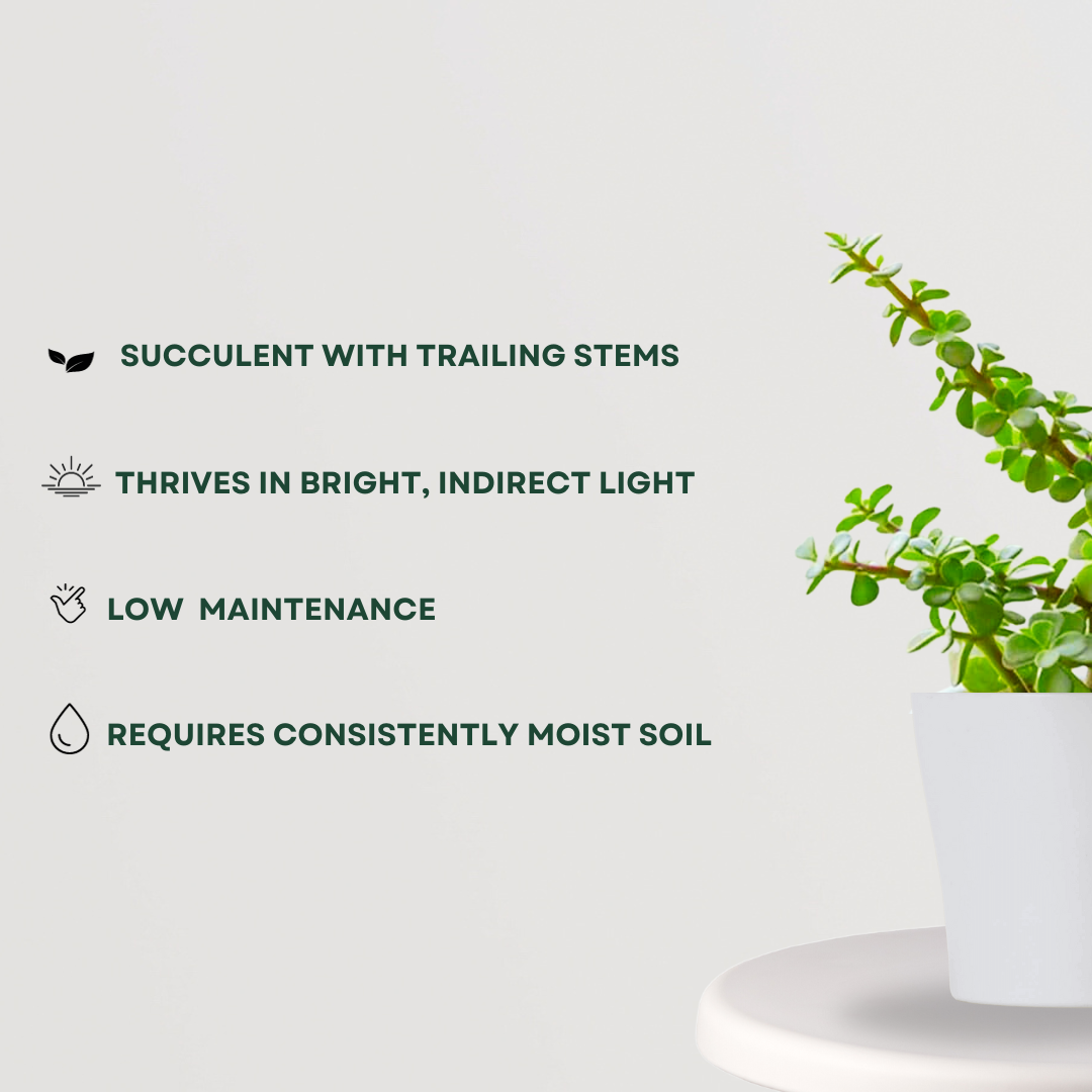 Hanging jade money plant for balcony
