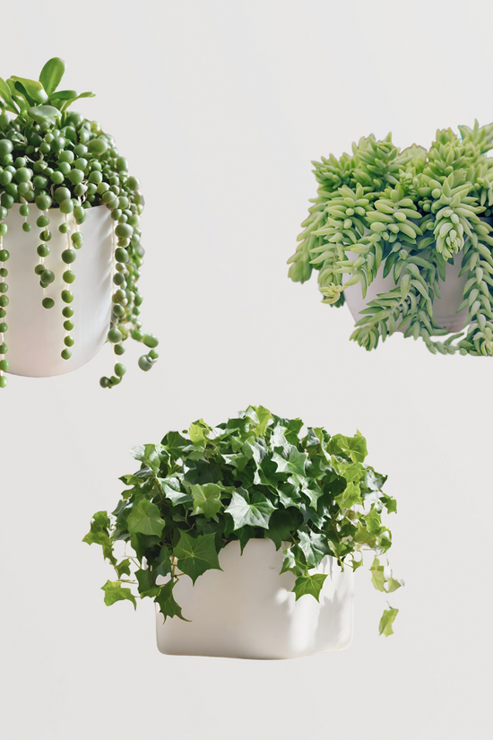 Decorative hanging plant bundle
