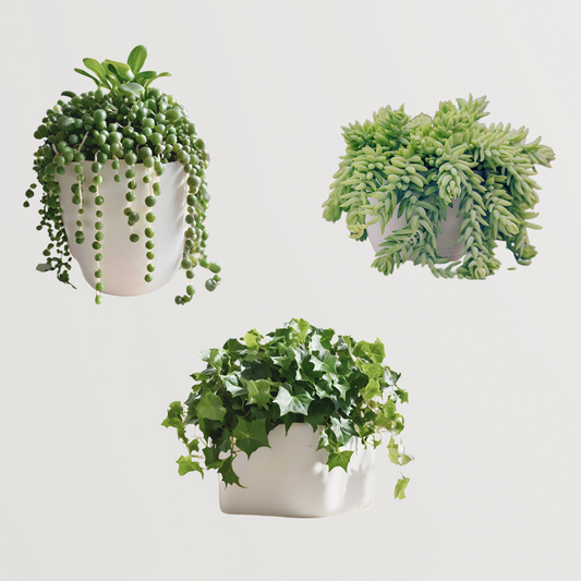 Decorative hanging plant bundle