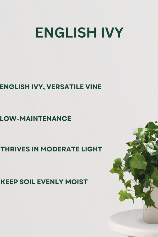 Decorative hanging plant bundle