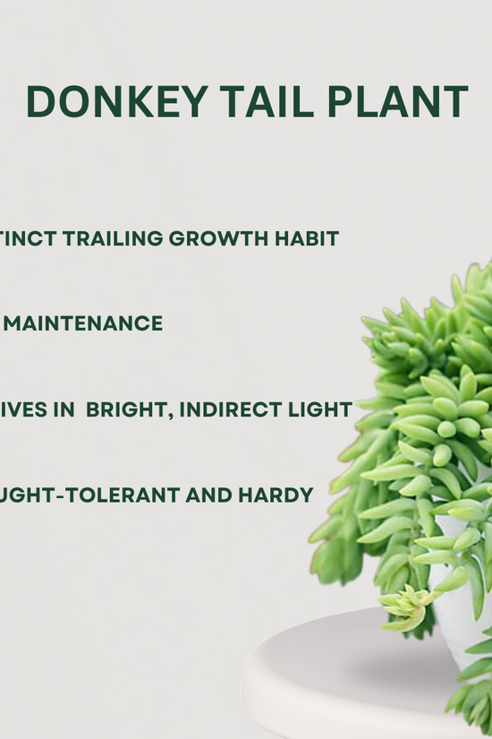 Decorative hanging plant bundle