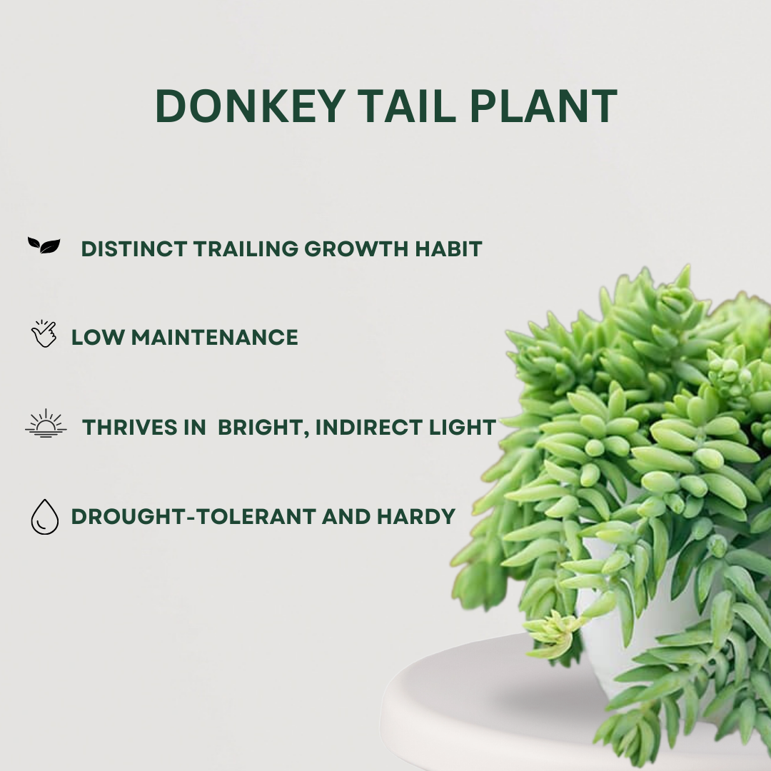 Decorative hanging plant bundle