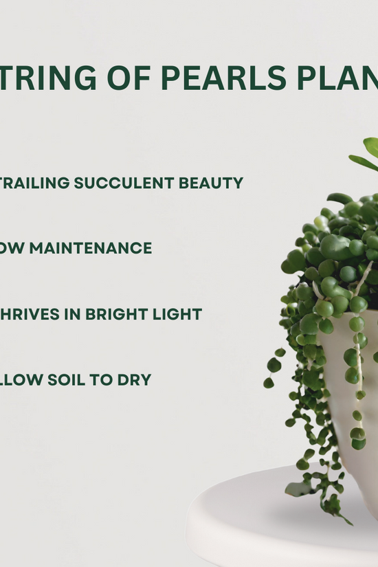 Decorative hanging plant bundle