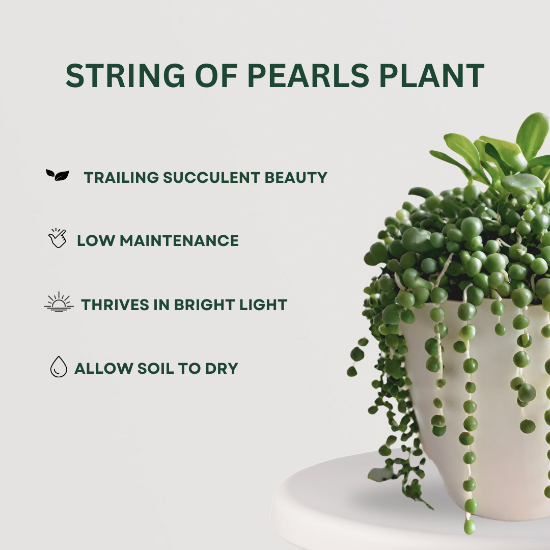 Decorative hanging plant bundle