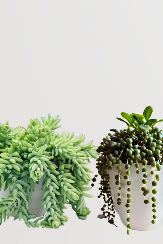 Set of 2 hanging potted plants