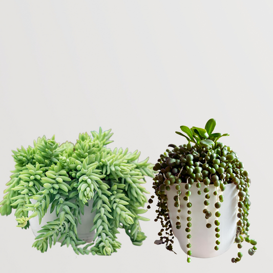 Set of 2 hanging potted plants