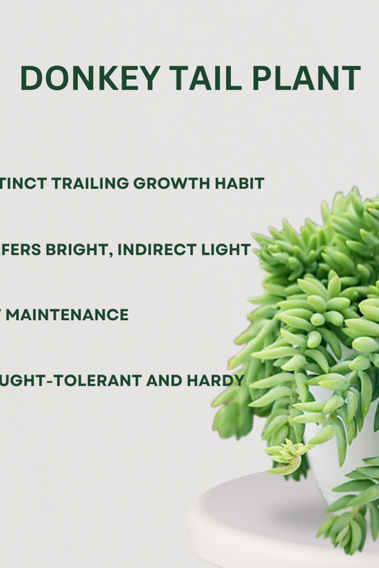 Set of 2 Hanging Potted plants